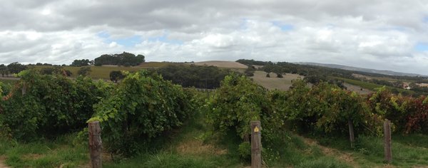 Australischer Wein - Barossa Valley - McLaren Vale
