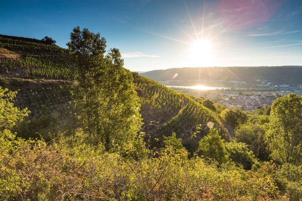 Französischer Wein - Weinbaugebiet Rhone - Wine-growing area Rhone