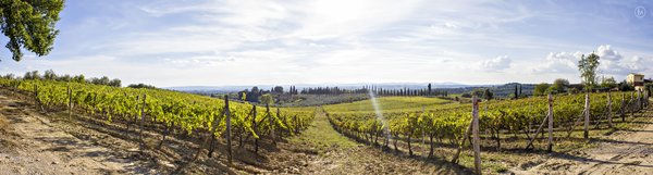 Italienischer Wein - Weinbaugebiet Toskana - Wine-growing area Toscana