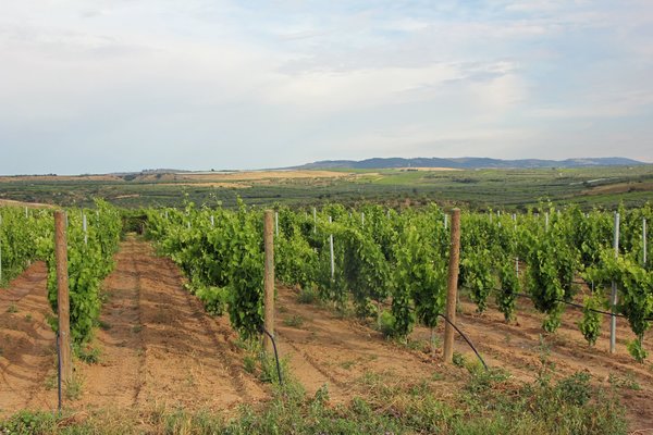 Italienischer Wein - Weinbaugebiet Apulien - Wine-growing area Puglia