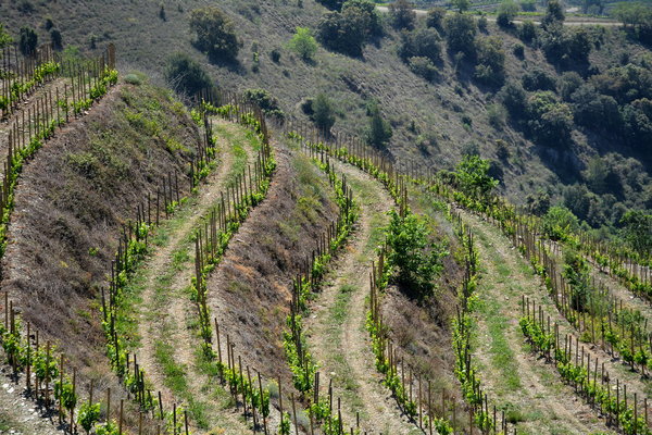 Spanischer Wein - Priorat - Celler Cal Pla