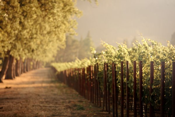Amerikanischer Wein - Weinbaugebiet Kalifornien - Wine-growing area California