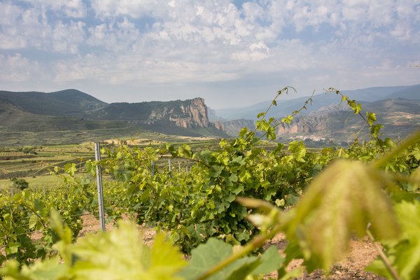Spanischer Wein - Rioja - Bodegas Proelio