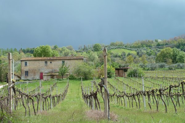 Italienischer Wein -  Weinbaugebiet Abruzzen - Wine Growing area Abruzzo