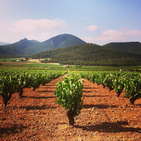 Spanischer Wein - Weinbaugebiet Jumilla - Wine-growing area Jumilla
