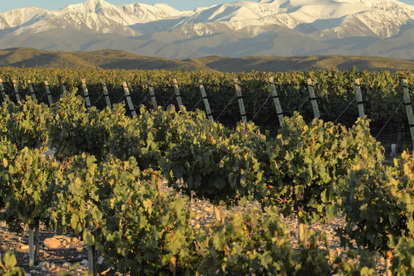 Argentinischer Wein - Mendoza