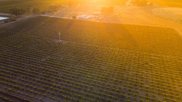 Australischer Wein - Barossa Valley - Utopos Wines