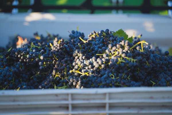 Australischer Wein - Barossa Valley - Utopos Wines - Kym Teusner