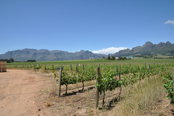 Weinbaugebiet Stellenbosch, Wine-growing area Stellenbosch