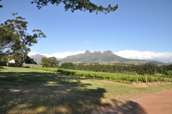 Südafrikanischer Wein - Constantia - Durbanville - Franschhoek - Paarl - Stellenbosch - Swartland