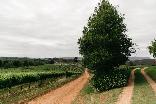 Südafrikanischer Wein - Elgin Valley - Sutherland Vineyards