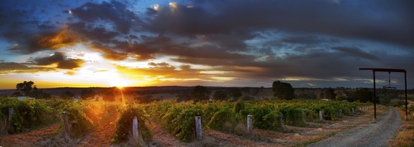 Australischer Wein - Barossa Valley - Hobbs Vintners