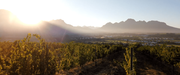 Südafrikanischer Wein - Stellenbosch - Kleine Zalze