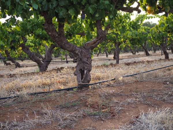 Australischer Wein - Barossa Valley - Teusner Wines
