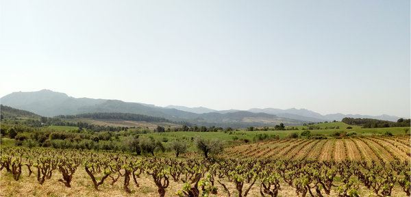 Spanischer Wein - Montsant - Josep Grau Viticultor