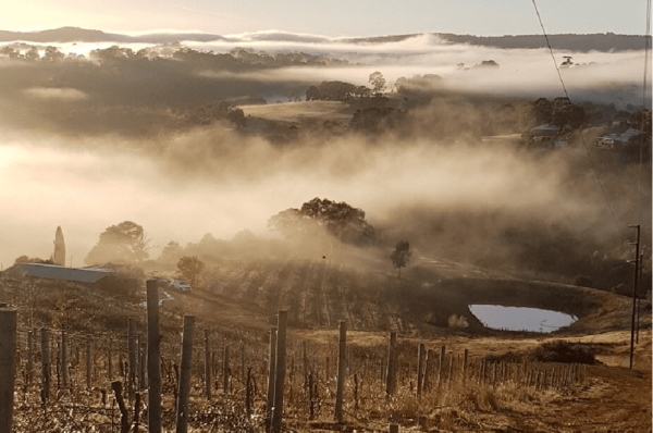 Australischer Wein - McLaren Vale - Bekkers Wine