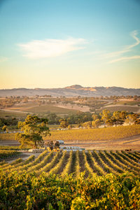 Australischer Wein - Barossa Valley - Two Hands Wines