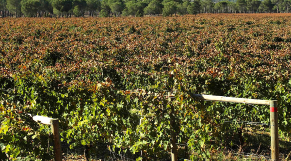 Spanischer Wein - Ribera del Duero - Finca Villacreces