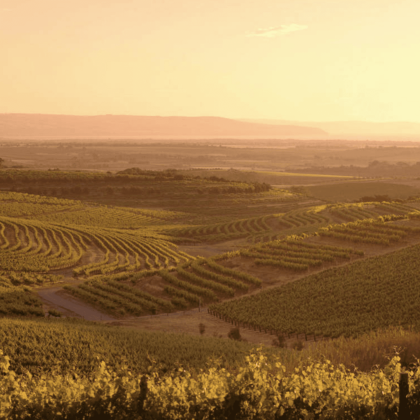 Australischer Wein - McLaren Vale - d'Arenberg
