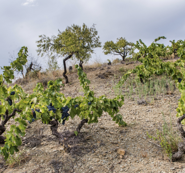 Spanischer Wein - Priorat - Clos i Terrasses
