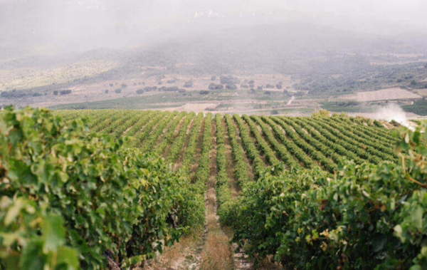 Spanischer Wein - Rioja - Bodegas y Vinedos Pujanza
