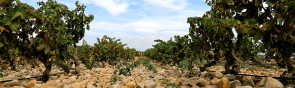 Spanischer Wein - Rioja - Bodegas LAN