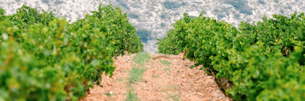 Spanischer Wein - Rioja - Bodegas LAN