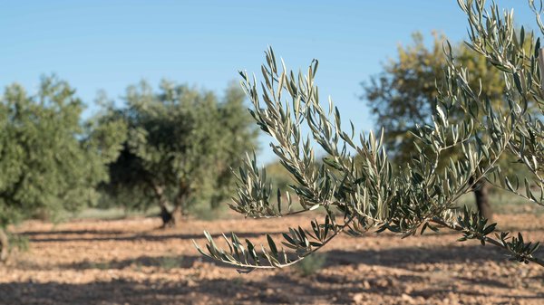 Feinkost - Chozas Carrascal - Bio-Olivenöl